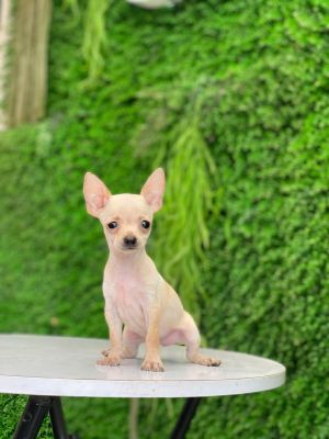 Chihuahua vàng kem