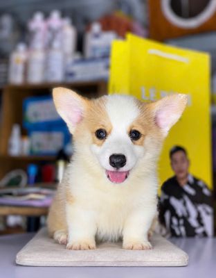 Corgi