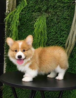 Corgi