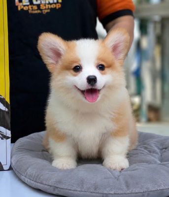 Corgi