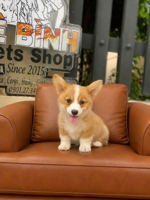 Corgi cái