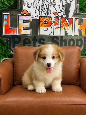 Corgi cái