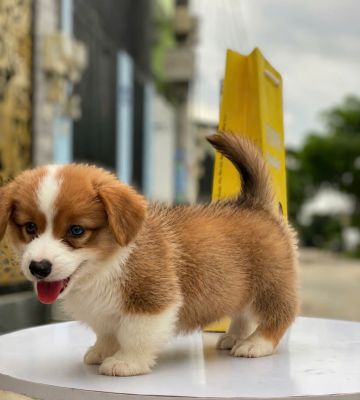 Corgi có đuôi