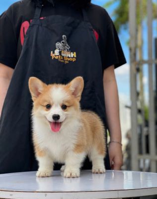 Corgi đực