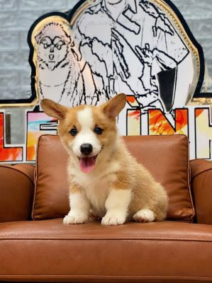 Corgi đực
