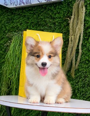 Corgi đực