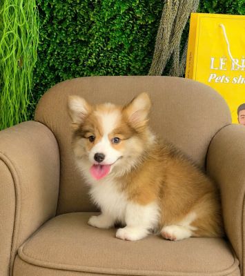 Corgi đực