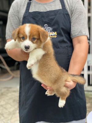 Corgi đực có đuôi ( hết hàng )