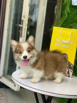 Corgi đực lông dài