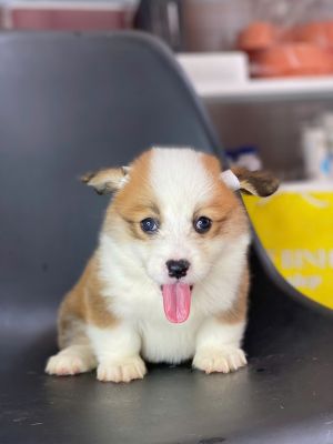Corgi đực lông dài