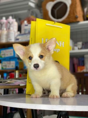 Corgi đực lông ngắn
