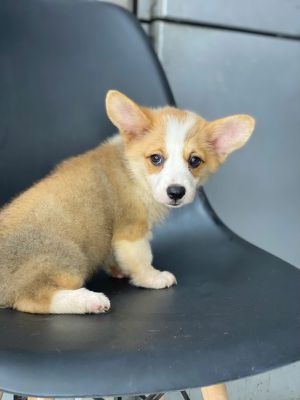 Corgi đực lông ngắn