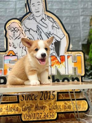 Corgi đực lông ngắn