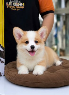 Corgi vip