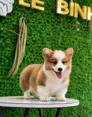 Corgi vip
