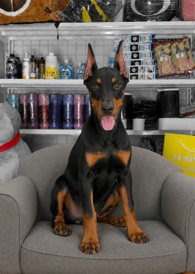 Đen vka + chip