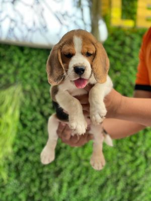 Chó săn thỏ Beagle Đực