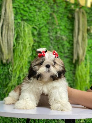 Shitzu Đực
