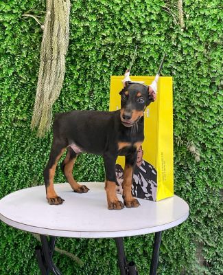 Doberman Đực
