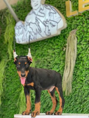 Doberman Đực vka chip