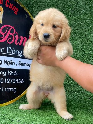 Golden cái ( hết hàng )