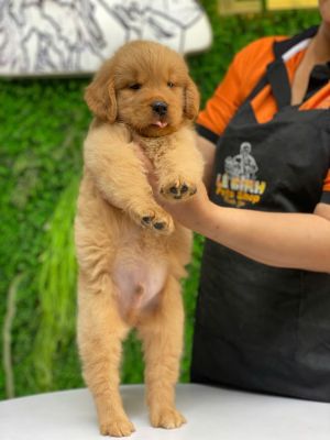 Golden đực vàng đậm