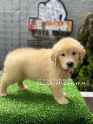 Golden vàng bạch kim