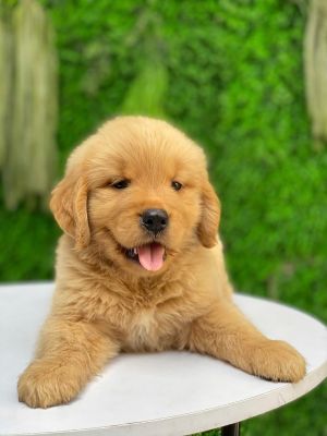 Golden vàng đậm ( hết hàng )