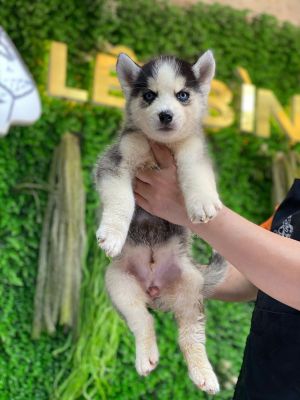 Husky đực