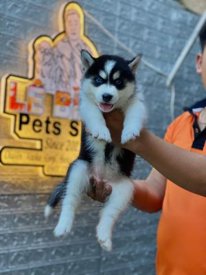 Husky đực vip
