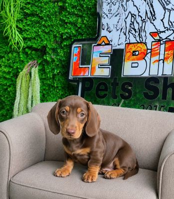 Lạp xưởng socola vip