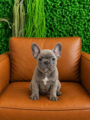 Lilac fawn vip