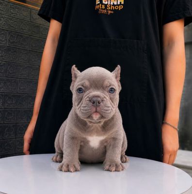 Lilac mắt xanh