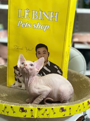 Mèo Sphynx đực