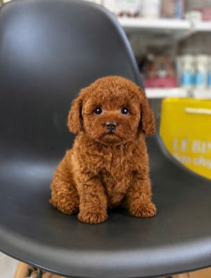Nâu đỏ tiny