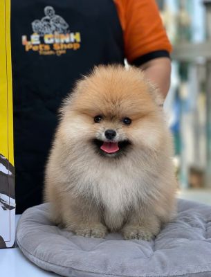 Pom