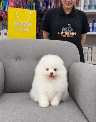 Pom cái