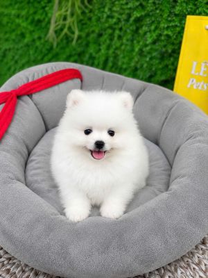 Pom đực