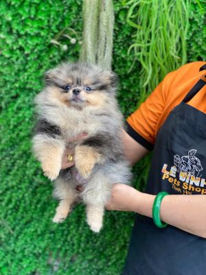 Pom đực blule Mertan ( màu hiếm )