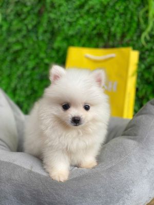 Pom trắng cái