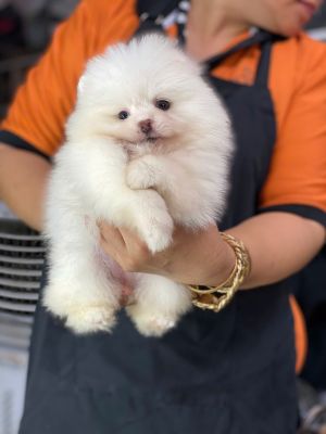 Pom trắng cái vip
