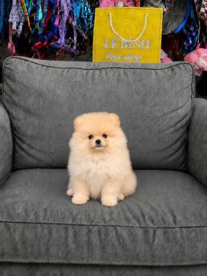 Pom vàng