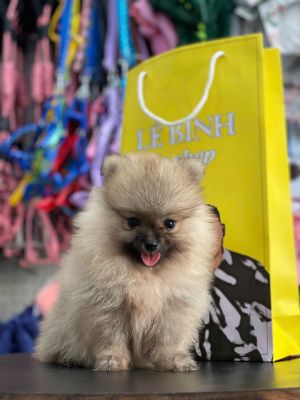 Pom vàng cam đực