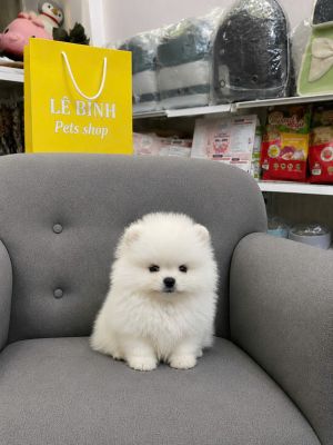 Pom vip đực