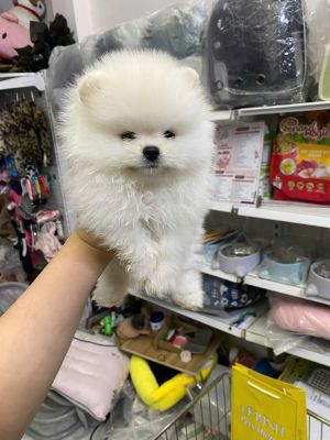 Pom vip trắng cái