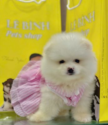 Pom vip trắng cái