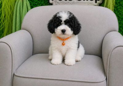 Poodle bò sữa