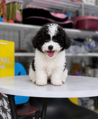 Poodle bò sữa