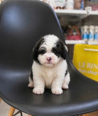 Poodle bò sữa