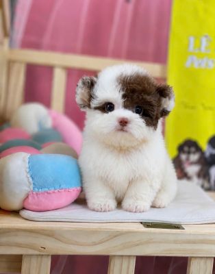 Poodle bò sữa socola ( màu hiếm - fom vip )